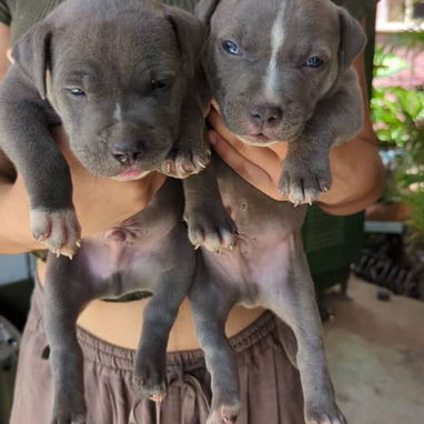 Si lo que buscas es una buena compañía todos disponibles pitbull, Chihuahua, bulldog francés, shitzu, pastor 53818081 - Img 125829088