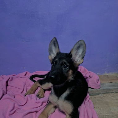 🐾 PASTOR ALEMAN HEMBRA DISPONIBLE BETTY MASCOTAS WHATSAPP 52506841 🐾 - Img 125036781