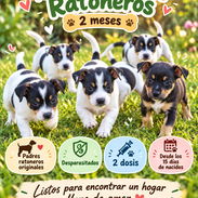 lo mas bello del dia. perritos ratoneros a la venta - Img 57845333