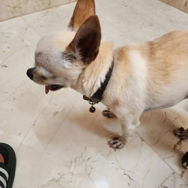 SHIHUAHUAS MINI CABEZA DE MANZANA,hembras,en 300 USD o equivalente,TENGO MENSAJERÍA,tienen 35 días y están desparacitada - Img 123453920