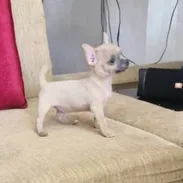 SHIHUAHUA hembra,en 250 USD o equivalente,TENGO MENSAJERÍA,tiene 90 días y está VACUNADA y desparacitada - Img 55428467