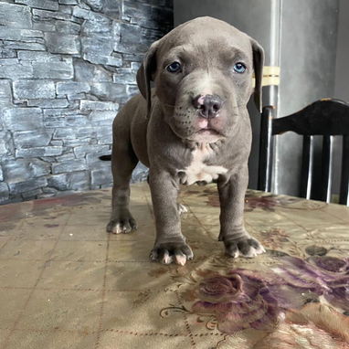 AMÉRICAN BULLY XL,ambos sexos,en 700 USD o equivalente,TENGO MENSAJERÍA,tienen 65 días y están desparacitados. - Img 122576563
