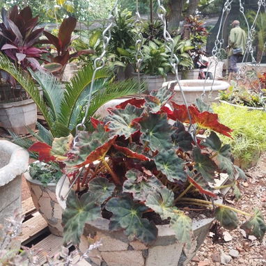 Servicios de jardinería y venta de plantas ornamentales y frutales - Img 127606165