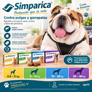 Simparica - Img 58219499