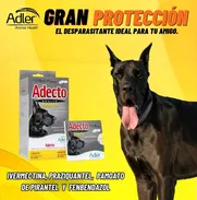 parásitos intestinales en perros y gatos - Img 50479849