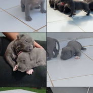 Cachorros pitbull - Img 56143226