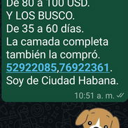 COMPRO HUSKY SIBERIANO Y LOS BUSCO,de 80 a 100 USD,de 35 a 60 días,(la camada completa también la compró) - Img 53531914