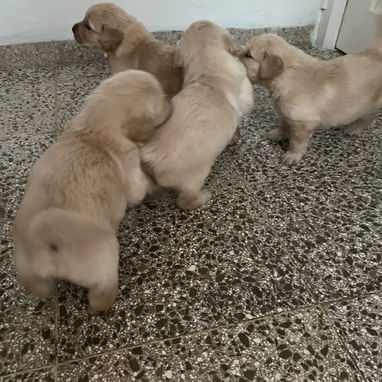 GOLDEN RETRIEVER,machos,en 250 USD o equivalente,TENGO MENSAJERÍA,tienen 48 días y están desparacitados - 4/7