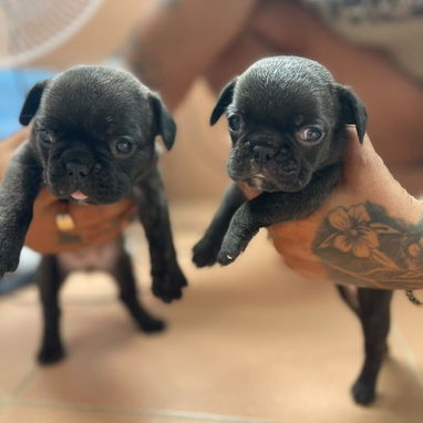Perritos Bulldog francés - Img 123655287