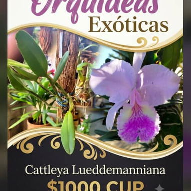 Orquidea - 9/9