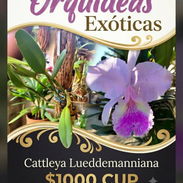 Orquidea - Img 56695811