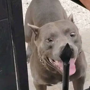 Hermosos perros pitbull ambos sexos... - 7/8