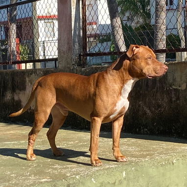 Busco novia . Pitbull&stafford 85lbs Cumple 6 años este 30 junio. 54633692 Abel - Img 120587623