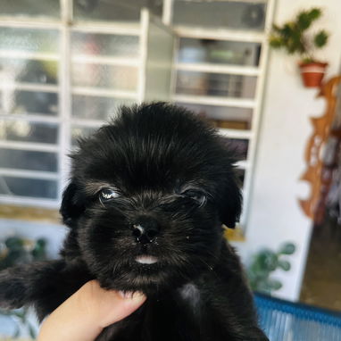 Cachorros de shitzu machos - 4/5