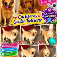🐾 GOLDEN RETRIEVER MACHITOS 🐾 BETTY MASCOTAS WHATSAPP 52506841 🐾 - Img 57387215