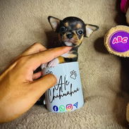 🐾Hermosos Chihuahuitas🍏de los más pequeñitos ambos sexos🌸💙🤏🏻🎁🐾🐶 - Img 55916139