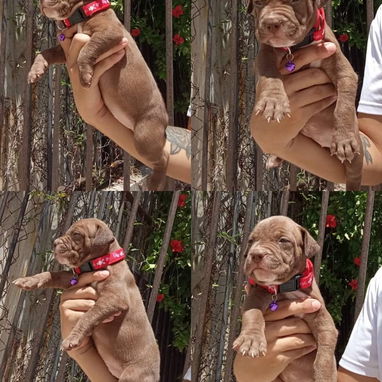 pitbull hembras - 2/3