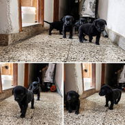 Perros ,Labradore - Img 56160367