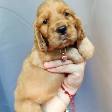 💢COCKER SPANIEL ♀️♂️💢 - Img 123674846