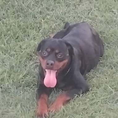 ROTTWEILER,machos,en 350 USD o equivalente,TENGO MENSAJERÍA,tienen 40 días y están desparacitados - 9/10