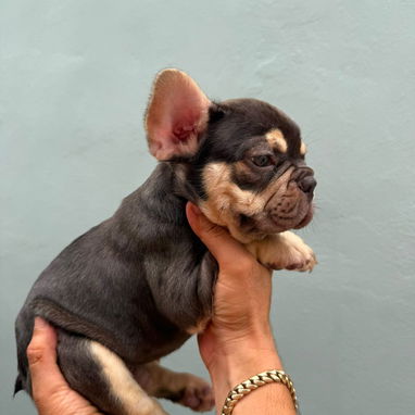 Bulldog francés exóticos - Img 125542464