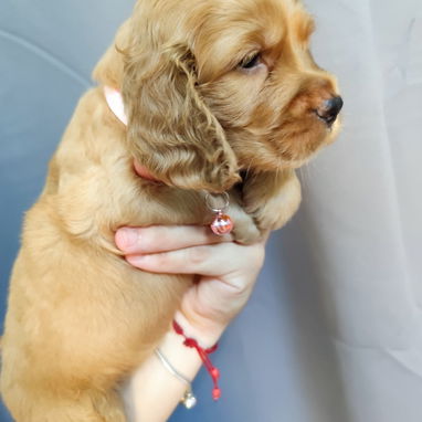 💢COCKER SPANIEL ♀️♂️💢 - Img 123674841