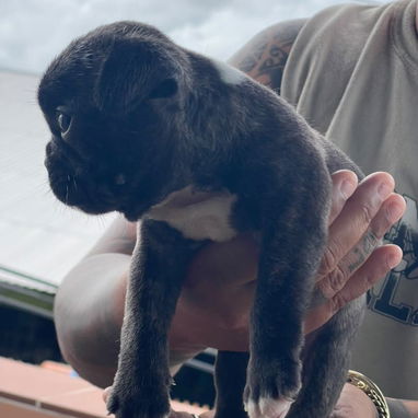 Bulldog francés - Img 123537125