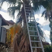 servicios de Jardinería y Limpieza - Img 54856499