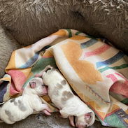 Proximamente Chihuahuas minis blancos - Img 54409883