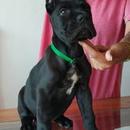 CANE CORSO CON PEDIGREE - Img 56228628