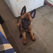 PASTOR MALINOIS,ambos sexos,en 150 USD o equivalente(ACEPTO TRANSFERENCIA)TENGO MENSAJERÍA,de 53 días y desparacitados - Img 55794170