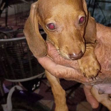 Todo lo que buscas en cachorro,está aquí solo llame al 53818081 - 5/9