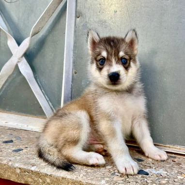 HUSKY SIBERIANOS,ambos sexos,en 150 USD o equivalente,TENGO MENSAJERÍA,tienen 48 días y están desparacitados. - 8/10