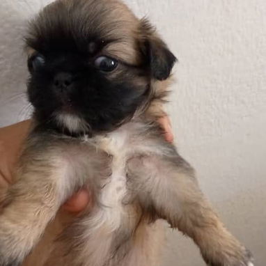 Cachorro pequines - Img 122804750