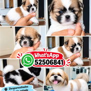 ((( SHIH TZU AMBOS SEXOS EN VENTA EXCELENTES PADRES BETTY MASCOTAS WHATSAPP 52506841 )))) - Img 55052656