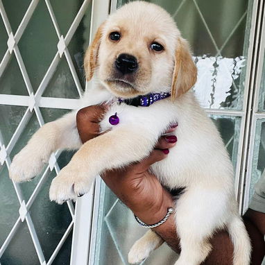 Venta de cachorros de raza - Img 123059237