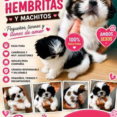 🐶 BETTY MASCOTAS 🐾 Cachorros disponibles 🐾 WHAT'SAPP 52506841 🐶 - Img 124859112