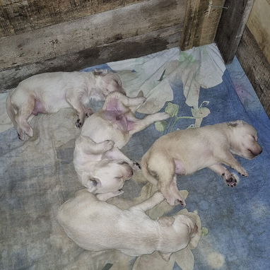 Cachorros de labrador retriever - 2/2