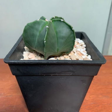Venta de plantas suculentas 🌵🏜️💚🌸y de sombra🪴🌿🌱🍃 variedad de precios 💵 - 2/9