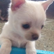 Todo lo que buscas en mascotas está aquí solo llame al 53818081 - Img 56076905