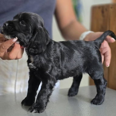 Cachorros cocker SPANIEL ingles - Img 124078747