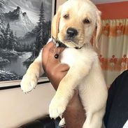 😍 HERMOSO CACHORRO LABRADOR RETRIEVER 😍 - Img 56299504