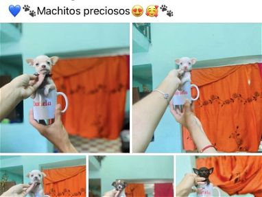 Chihuahuas Machitos bien pequeñitos desparasitados calidad y garantía - Img main-image