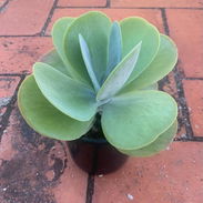 Venta de plantas suculentas 🌵🏜️💚🌸y de sombra🪴🌿🌱🍃 variedad de precios 💵 - Img 57041221