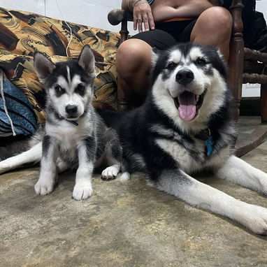 Cachorro huzcky de 40 días  Macho  el de al lado es el padre  Vedado cotorro - 3/3