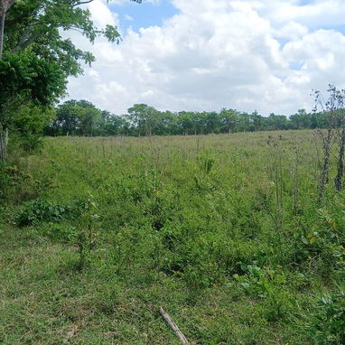 Se vende finca en matanzas ,limonar - 8/8