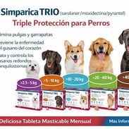 Simparica trio - Img 54739660