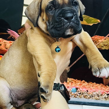 😍 HERMOSO CACHORRO BOXER 😍 - Img 122047340