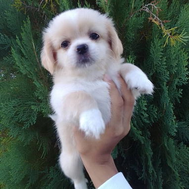 Hermosos Pequinés Disponibles 🐶 - 2/2