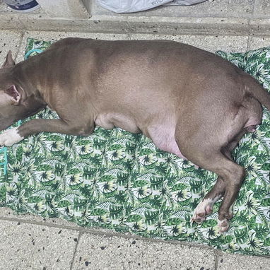 Mascota - 7/10